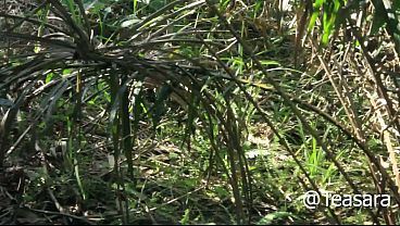 African outdoor bush fuck orgasm